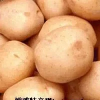 崇礼土豆