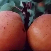 济南红玉杏