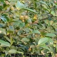 册亨油茶