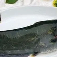 鄂尔多斯黄河鲶鱼