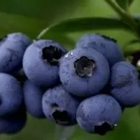 六步山蓝莓