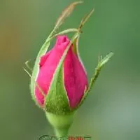 新疆玫瑰花