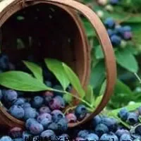 黄岛蓝莓