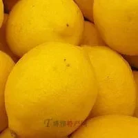 连南无核柠檬