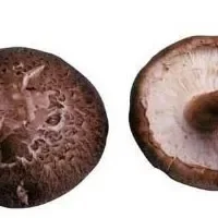 永昌蘑菇