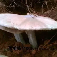 罗平鸡枞