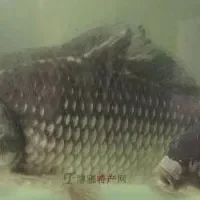 湘江鲫鱼