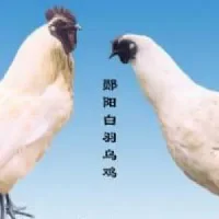 郧阳白羽乌鸡