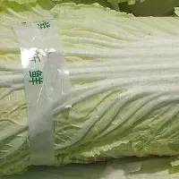 永城苗桥白菜
