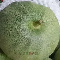 日本洋香瓜