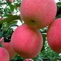 丰县红富士苹果