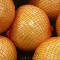 庆元甜桔柚