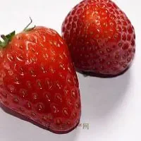 泗县墩集草莓