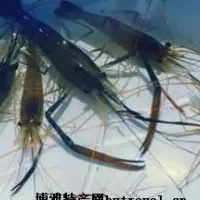 溱湖青虾