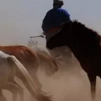 乌珠穆沁黄骠马