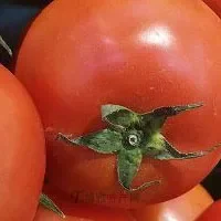 博兴西红柿