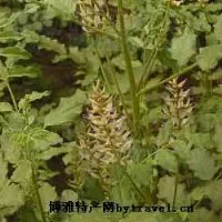 麻黄草、甘草