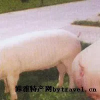 汉南坛山猪