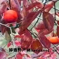 长清柿子