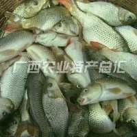 三江禾花鲤鱼