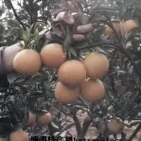 统景梨橙