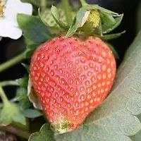 腾鳌温泉草莓
