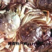 黄河口毛蟹