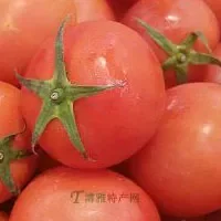 浦口杨村番茄