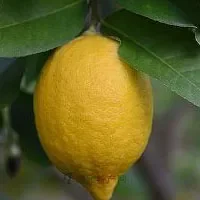 建阳柠檬