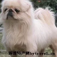 北京犬