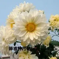麻城福白菊