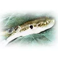 东方红鳍豚鱼