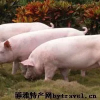 新泰优质瘦肉型猪
