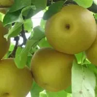 上海蜜梨