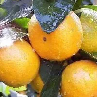 大龙山柑橘