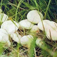 呼伦贝尔草原白蘑