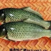 孟津黄河鲤鱼