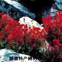 西藏红景天