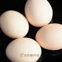 鹤山山鸡鲜蛋