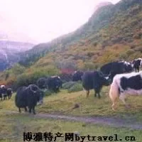 林周牦牛
