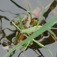 大黄堡河蟹