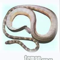 海蛇