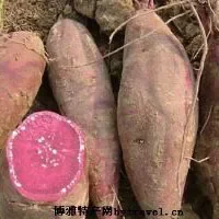 永福紫花红薯