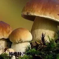 楚雄牛肝菌