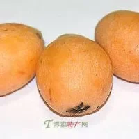 龙泉驿枇杷