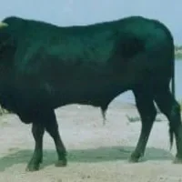无棣渤海黑牛