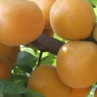石片黄杏