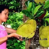 云南菠萝蜜