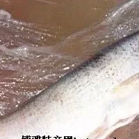 池河梅白鱼