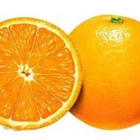 朱红橘